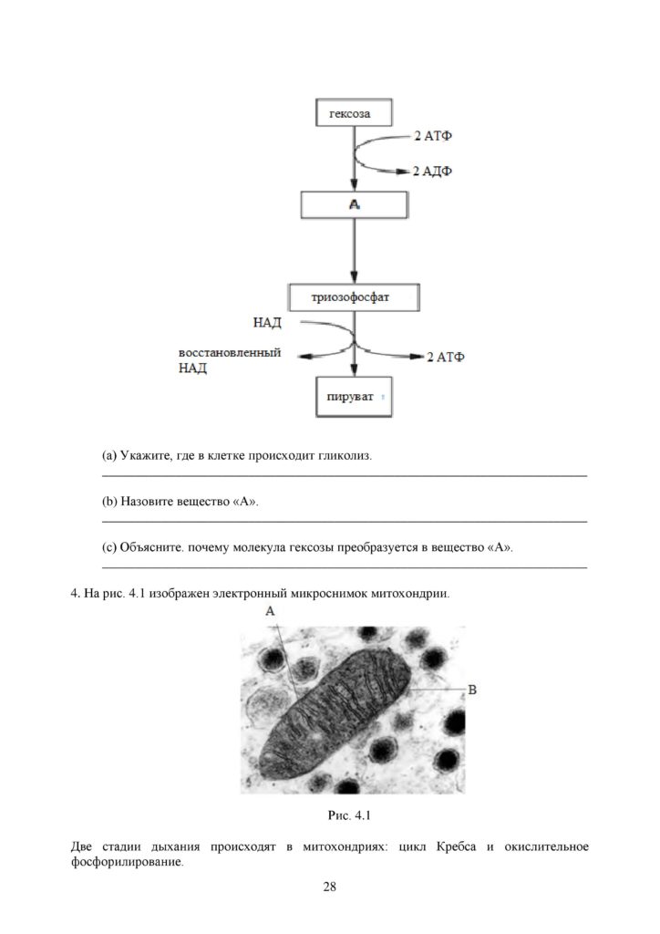 OSh_SOR_Biologia_EMN_10_klass_rus_docx_2-page-028