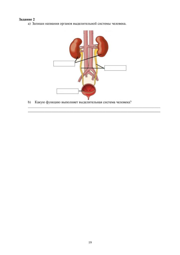 SO_Estestvoznanie_4_klass_docx-page-019