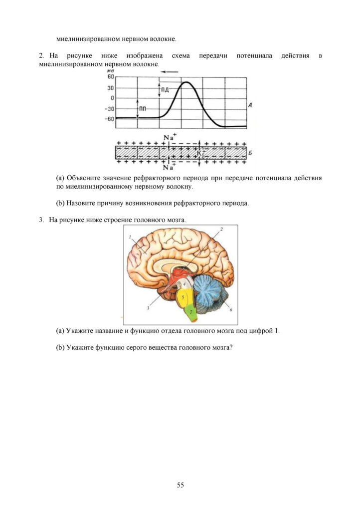 OSh_SOR_Biologia_EMN_10_klass_rus_docx_2(54)